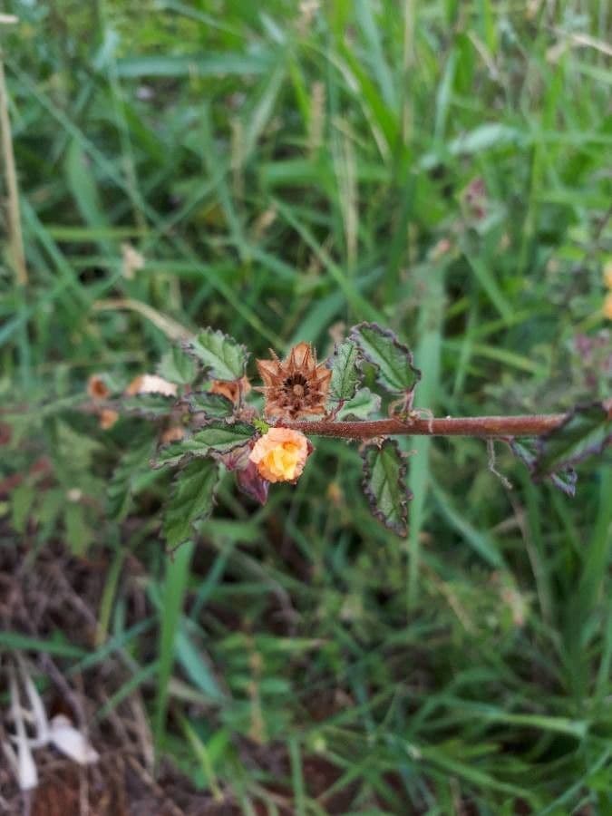 Sida cordifolia