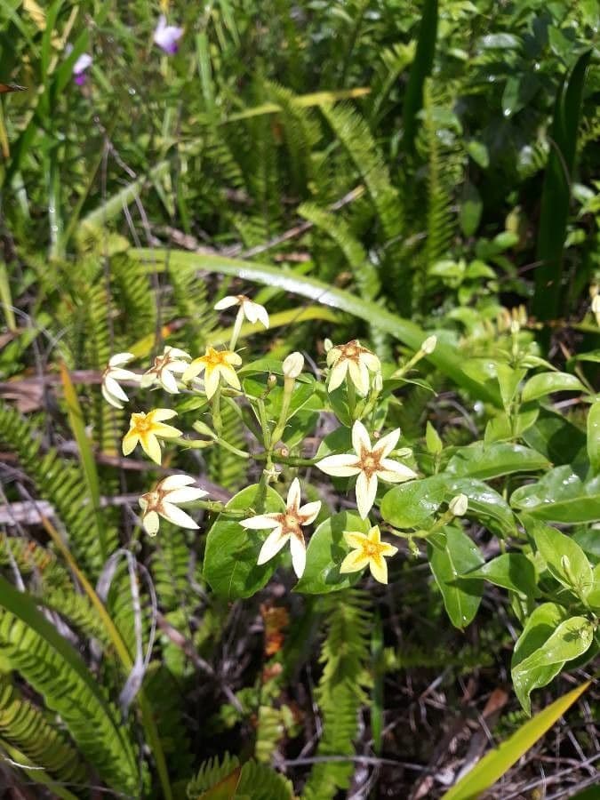 Mussaenda 9