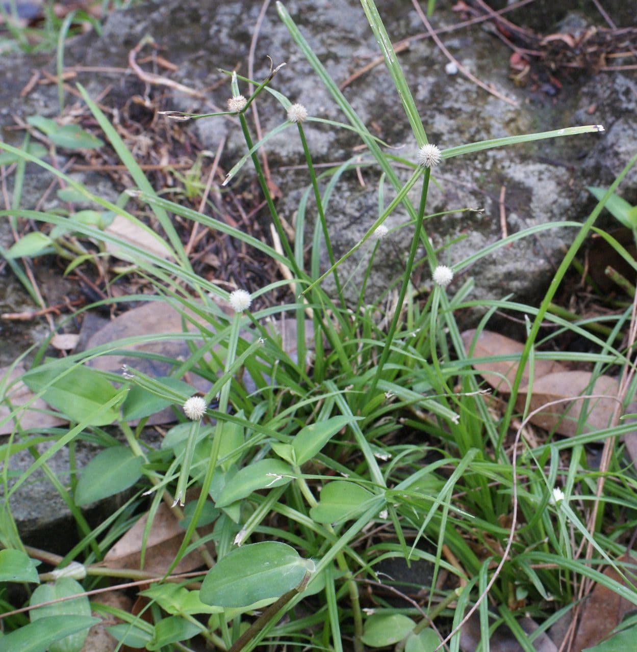 Kyllinga brevifolia 13