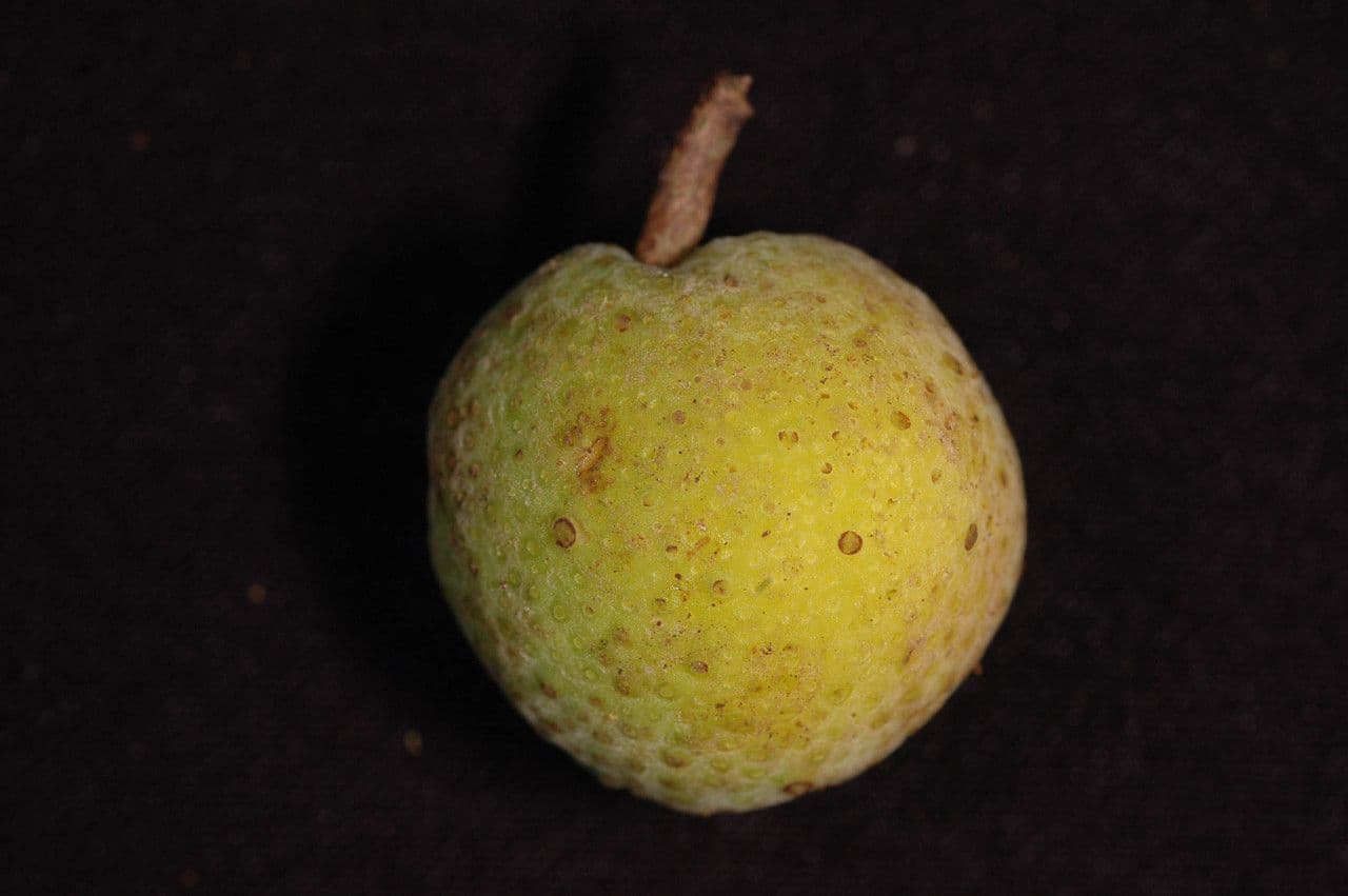 Brednut 5