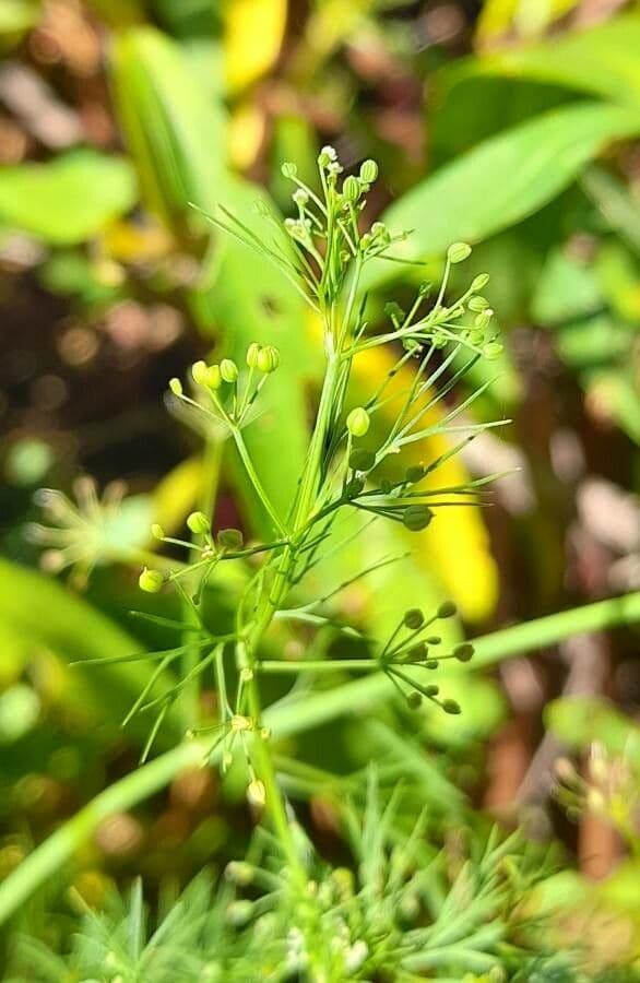 Ciclosperma 4