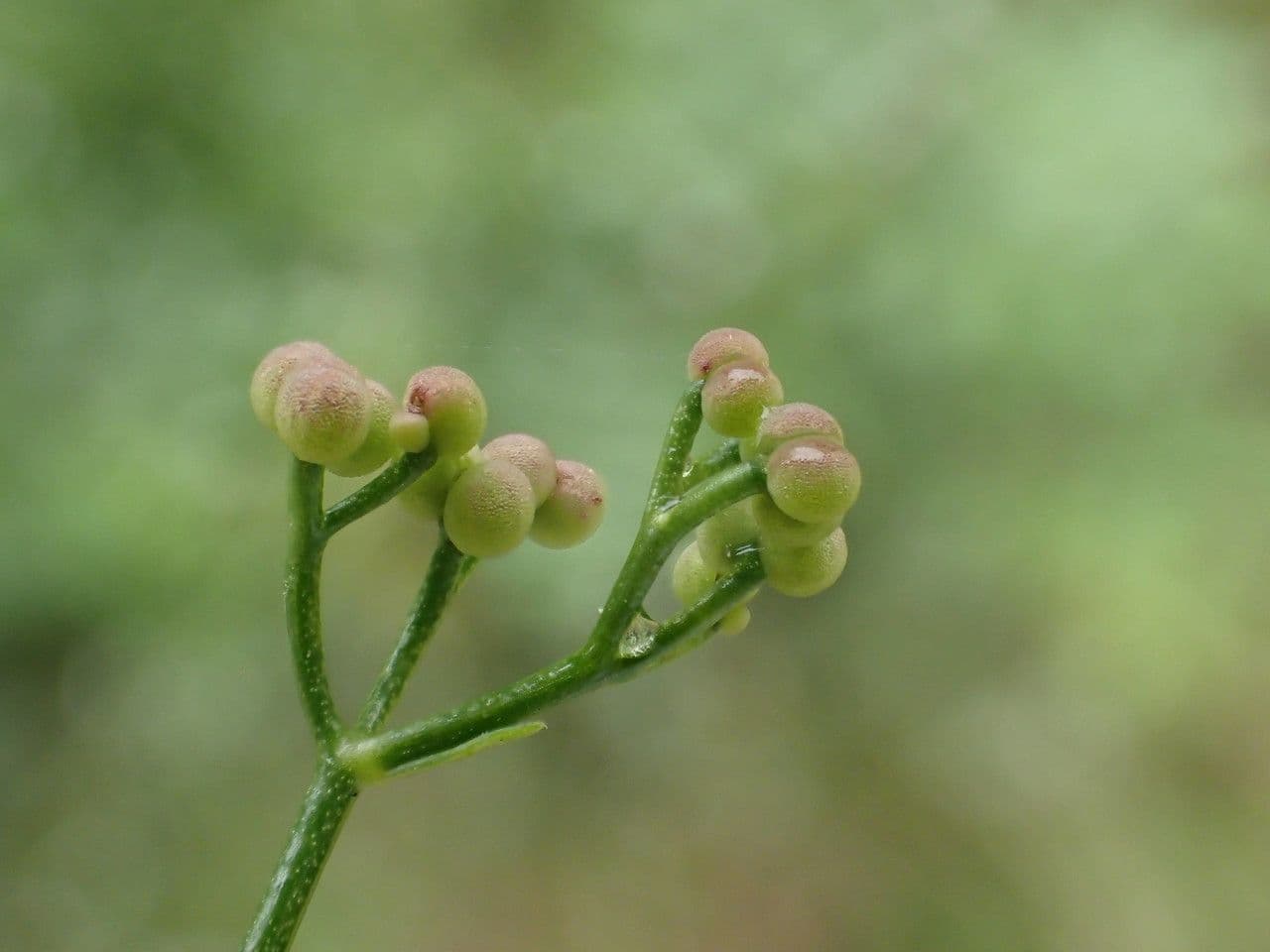 Caglio palustre 4