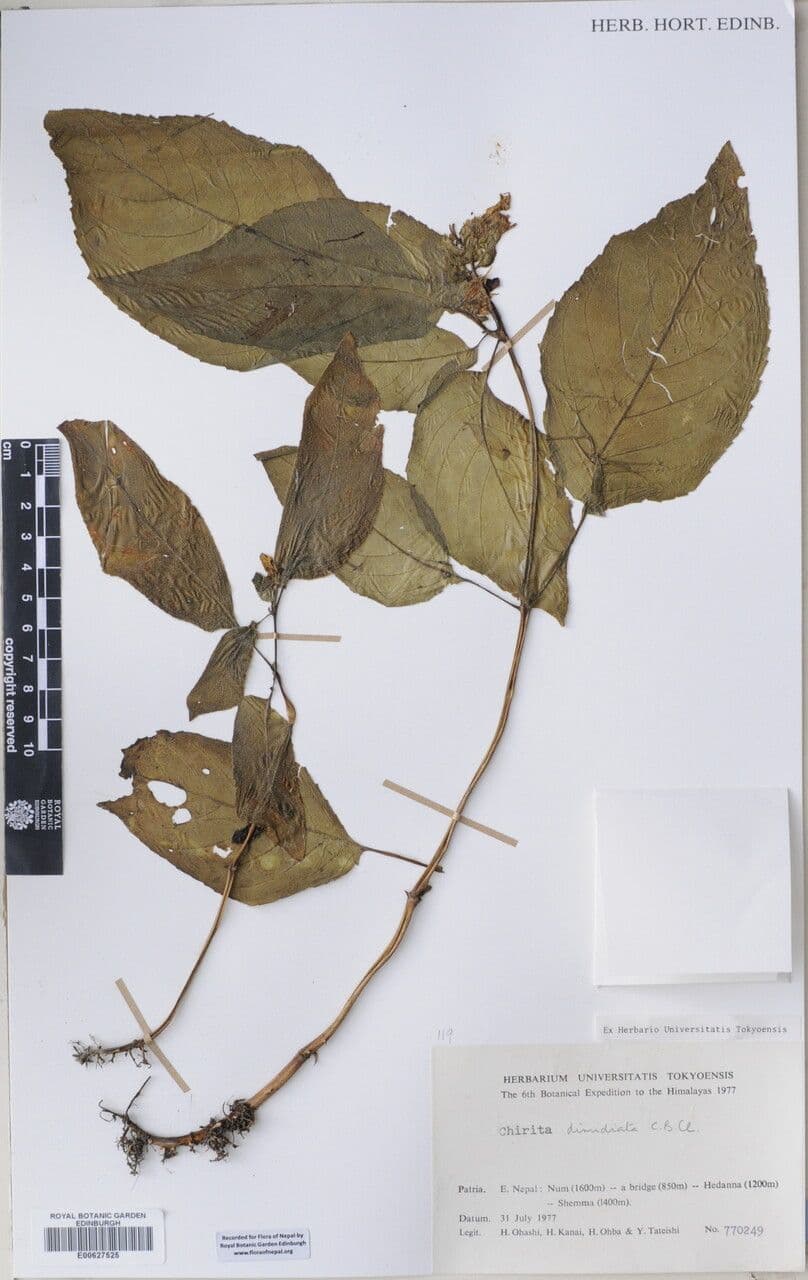 Henckelia