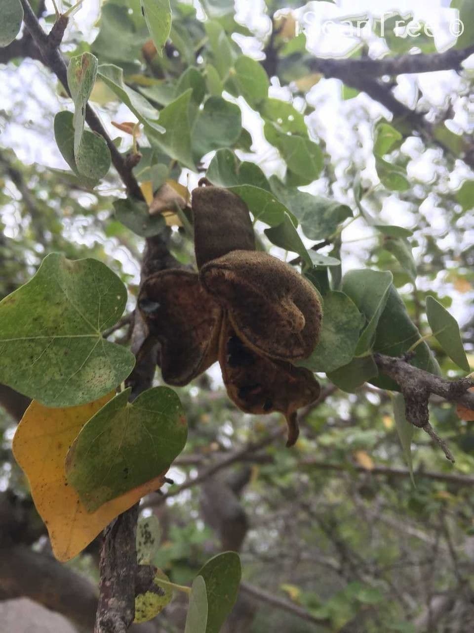 Sterculia
