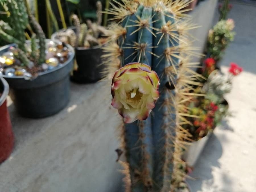 Pilosocereus pachycladus 7