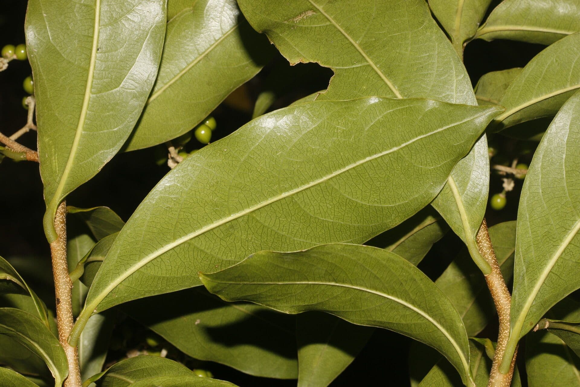 Daphnopsis americana 16