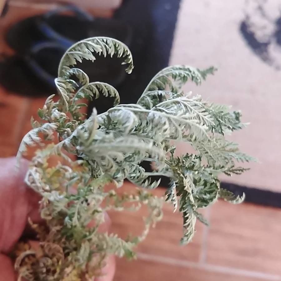 Artemisia afra 6