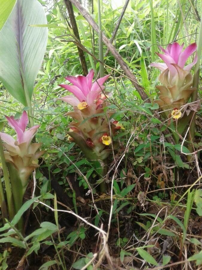 Curcuma aromatica 2