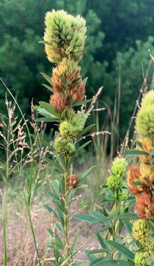 Lespedeza capitata 9