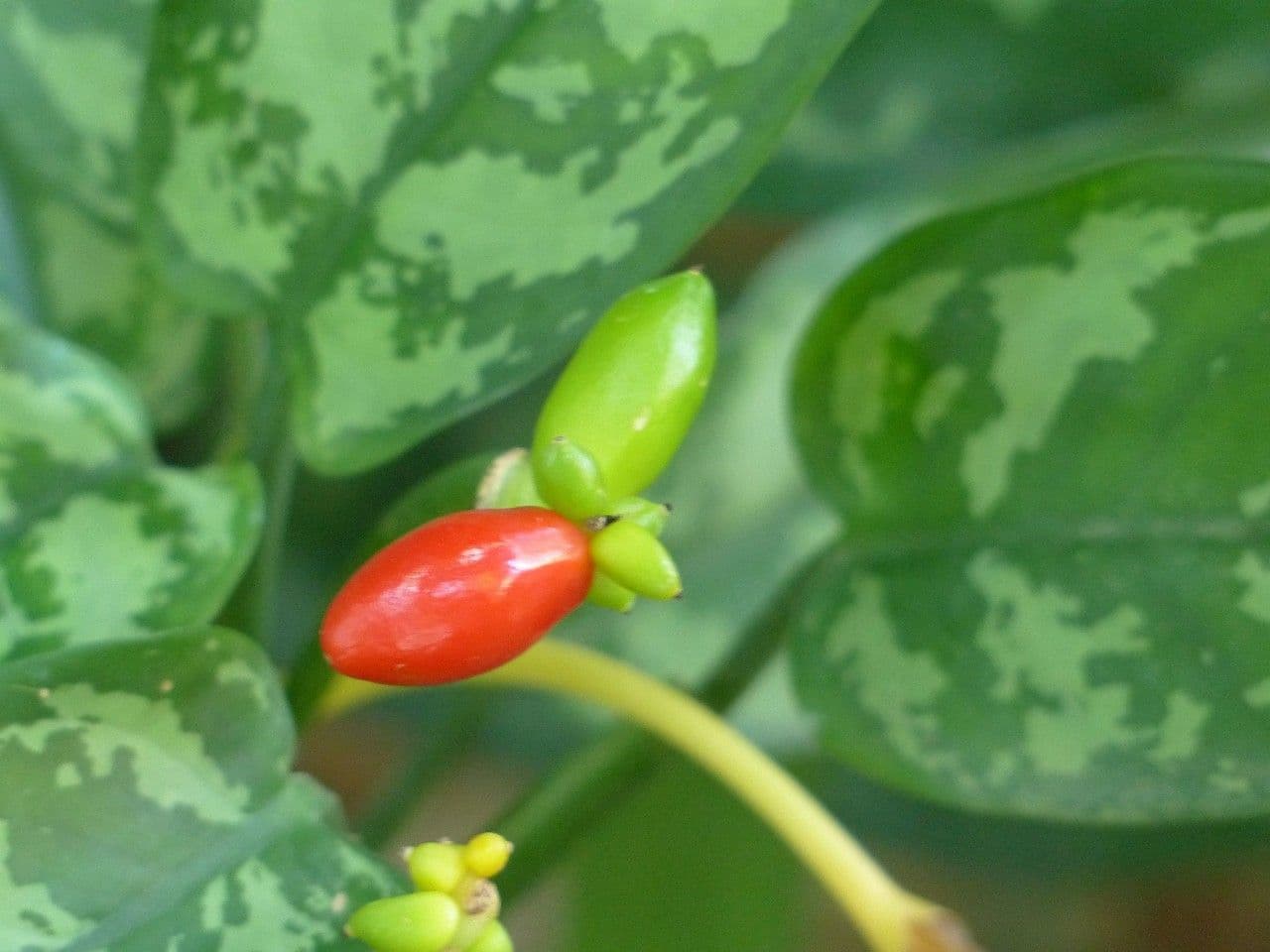 Aglaonema 5