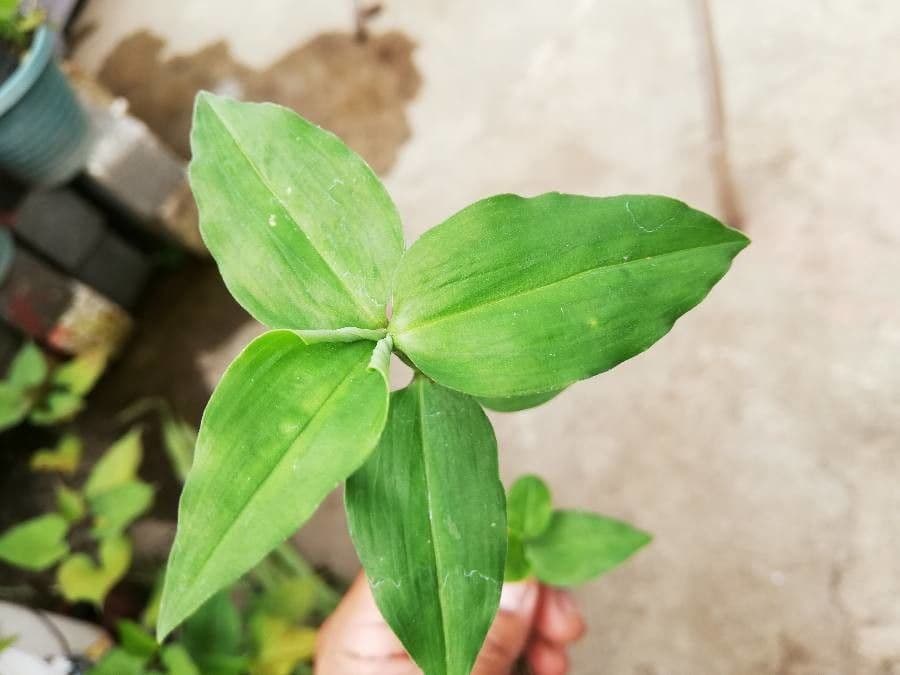 Wegerichblättrige Commelina 15