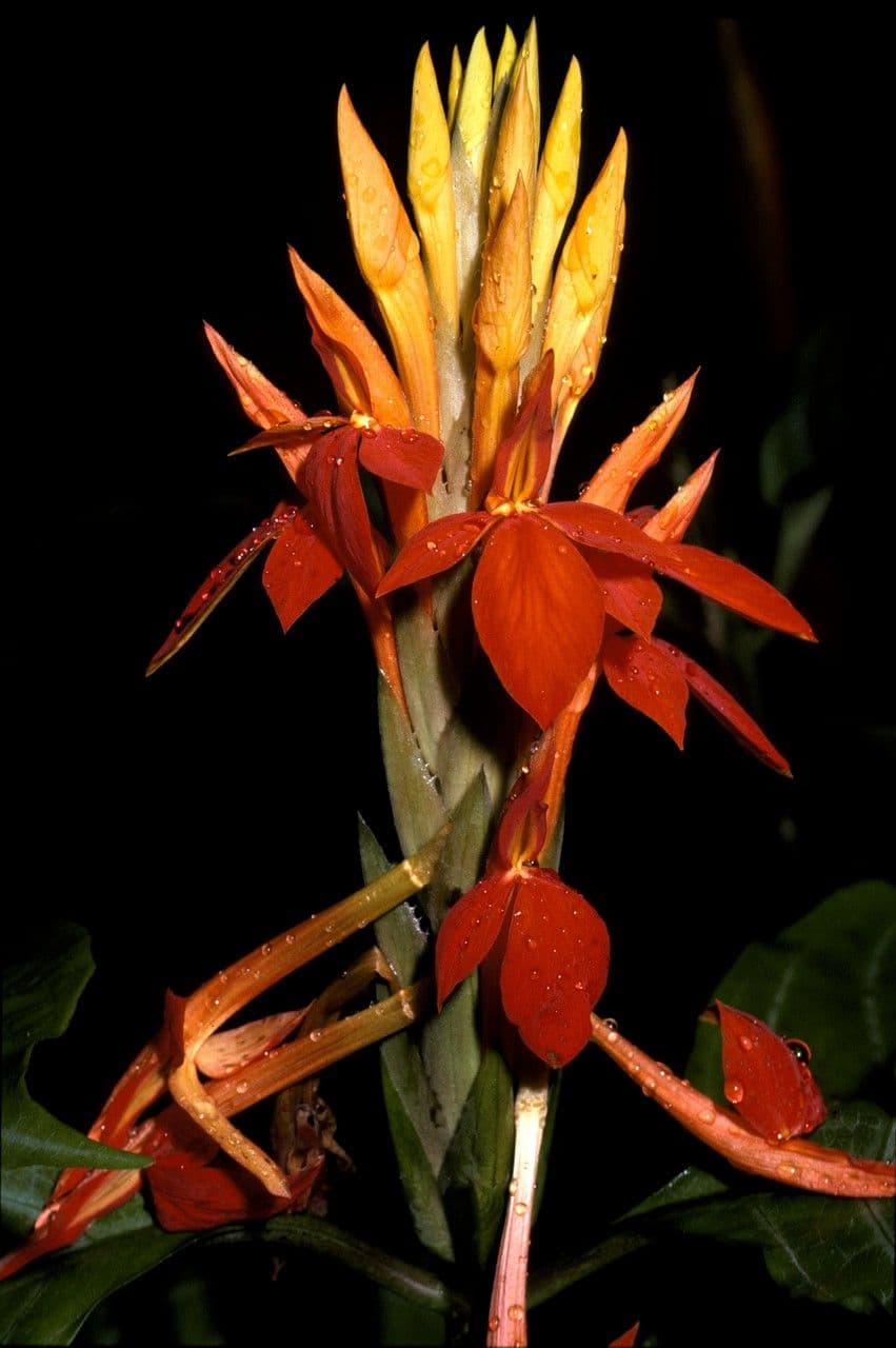 Aphelandra aurantiaca 2