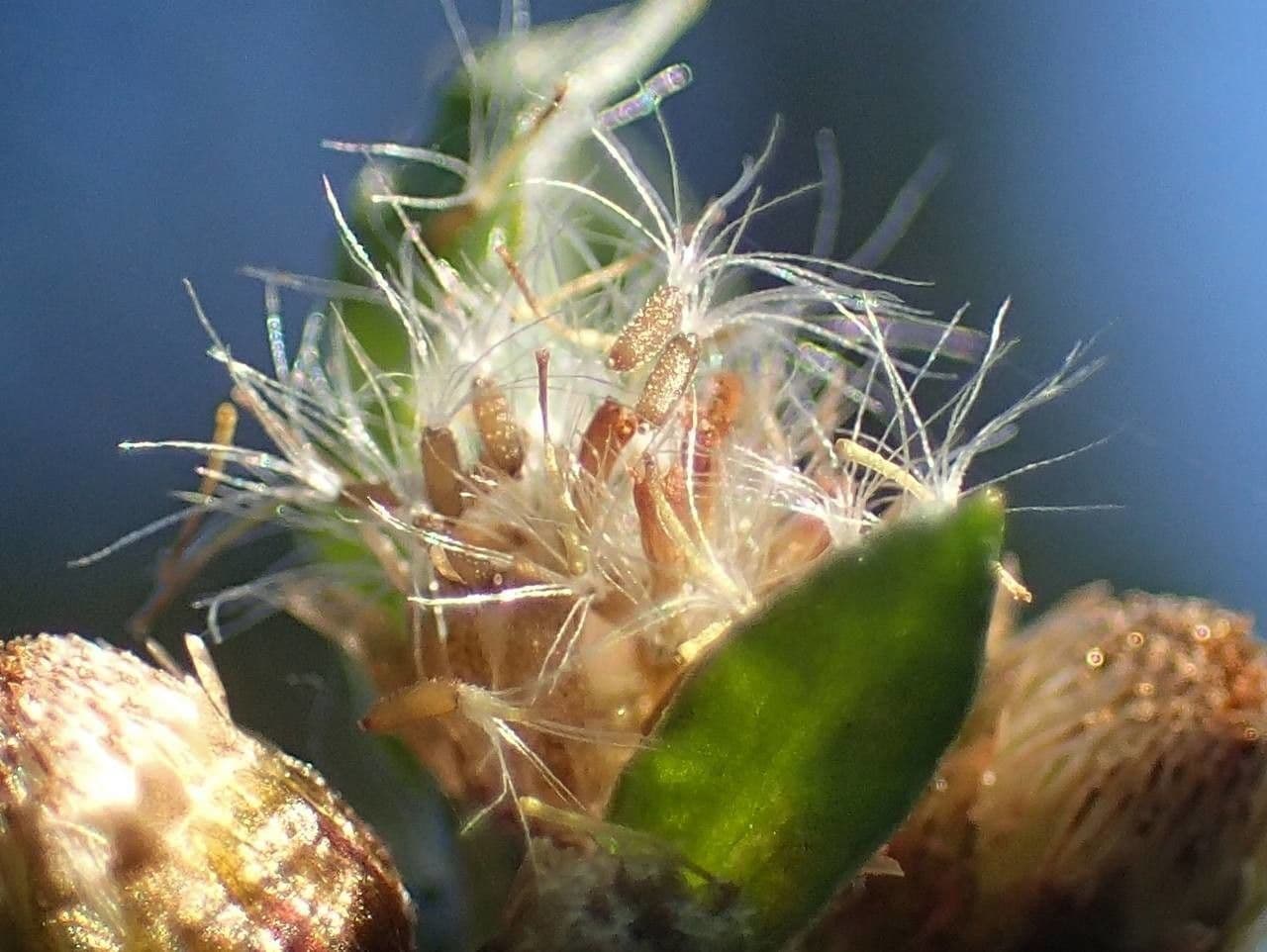 Gnaphalium 2