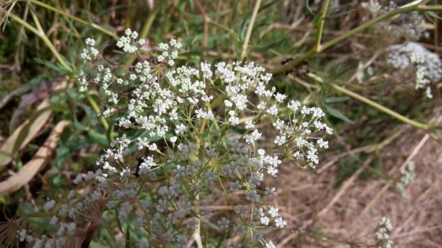 Falcaria 6