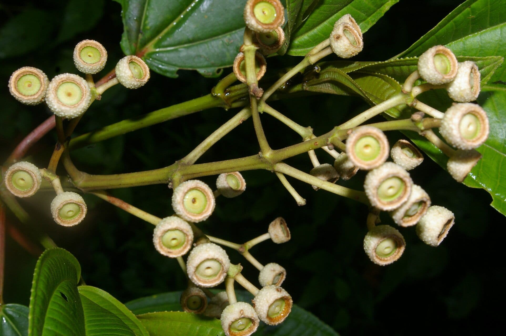Axinaea 2