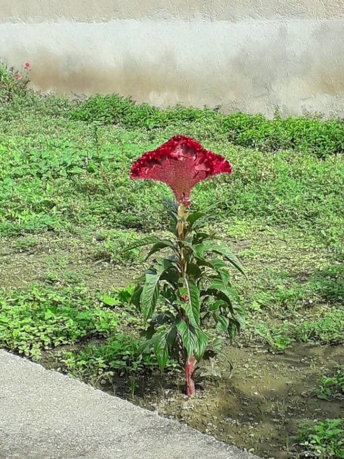 Celosia argentea 11