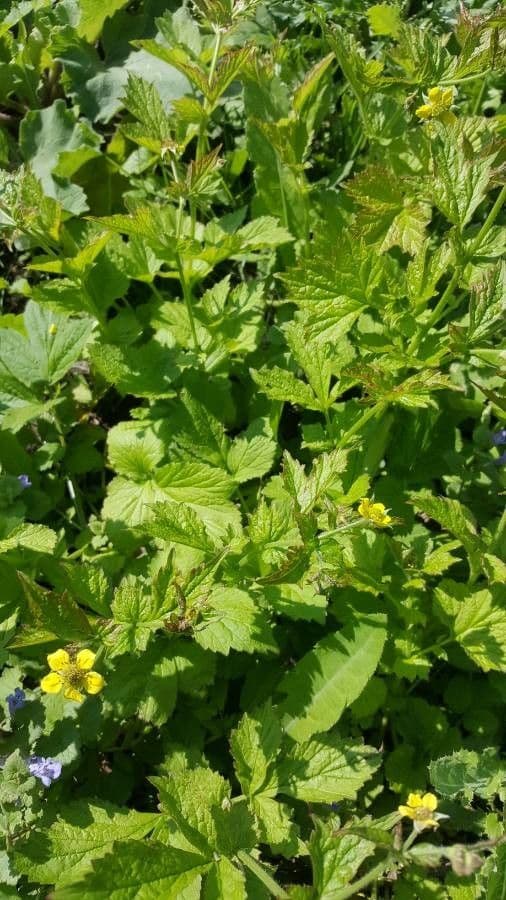 Geum de Alepo 7