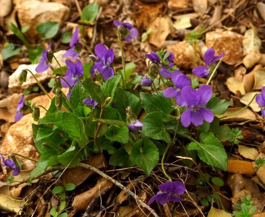 Viola pelosa 11