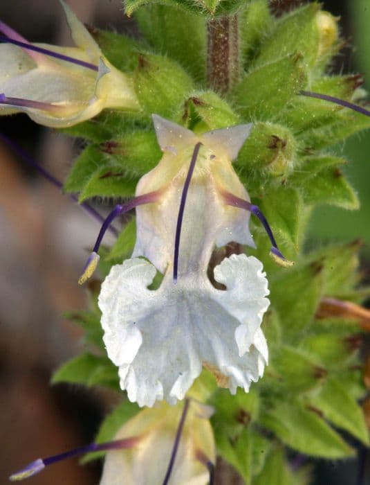 Salvia sonomensis 5