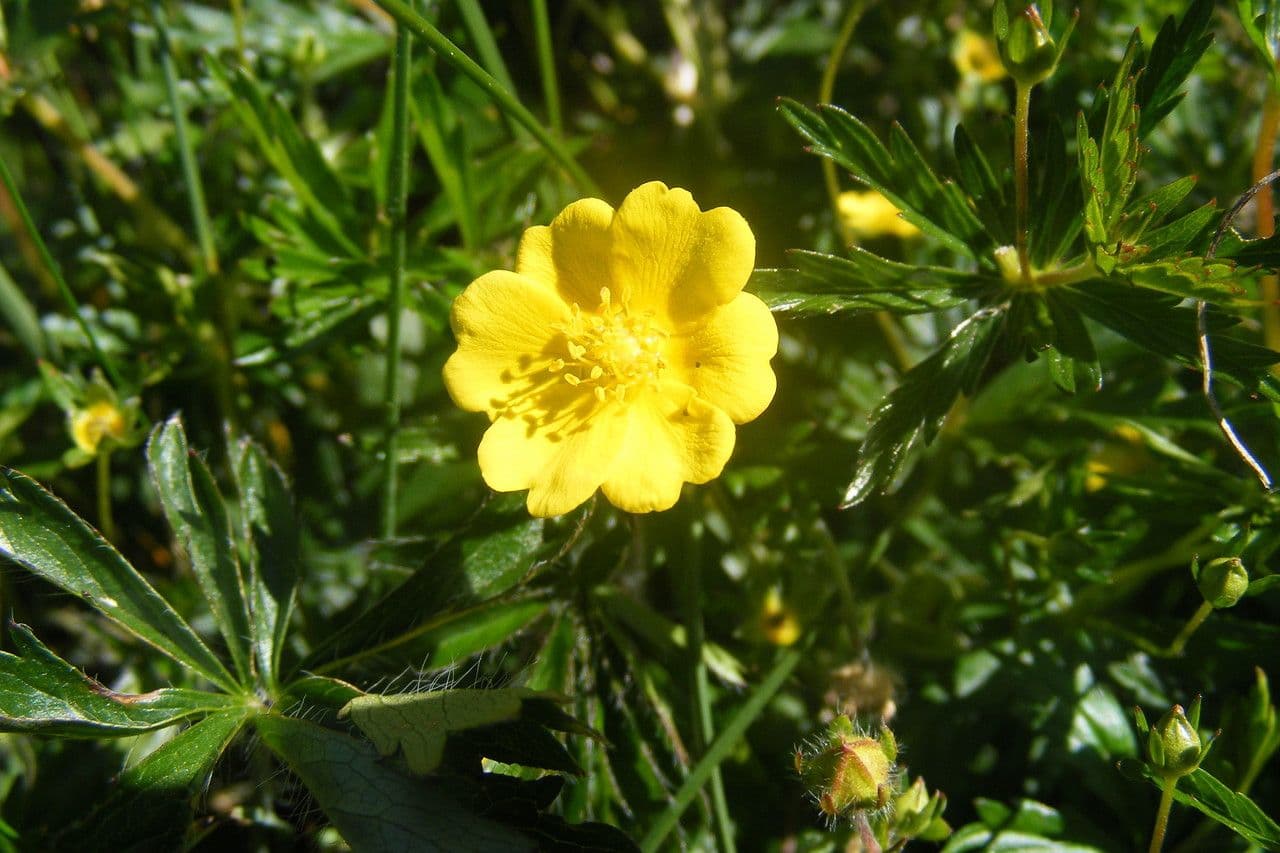 Potentilla eptafilla 5
