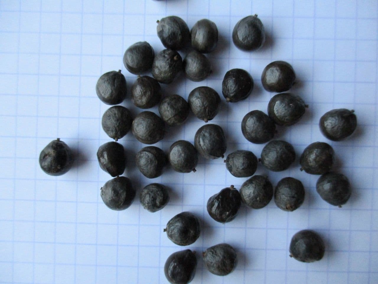 Geldbaum 28
