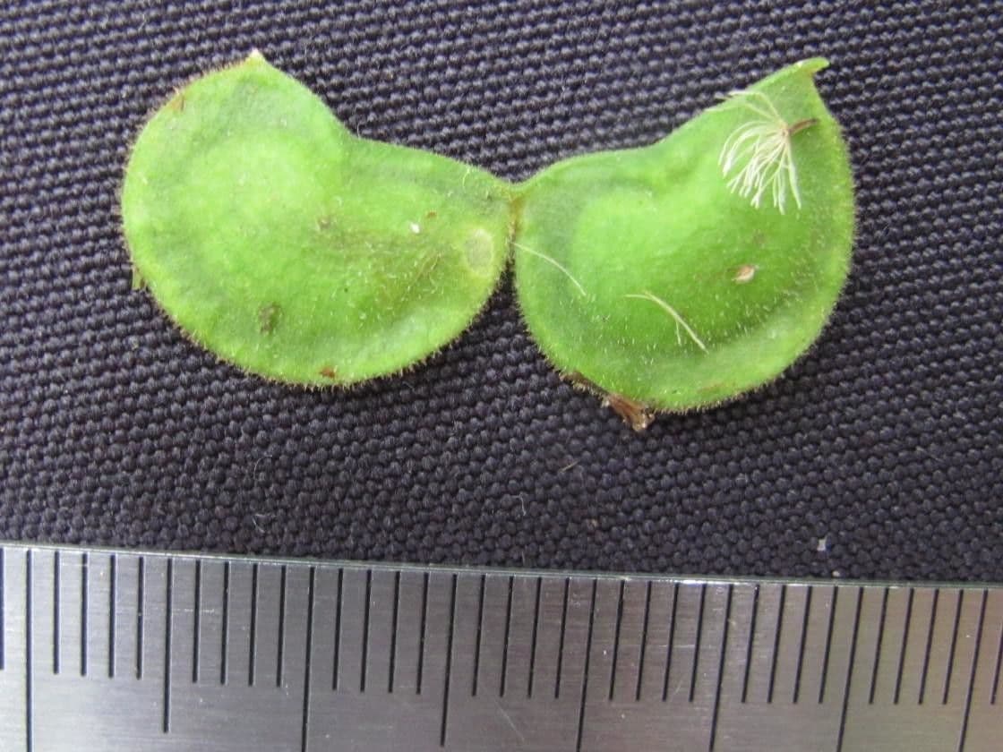 Desmodium di Wydler