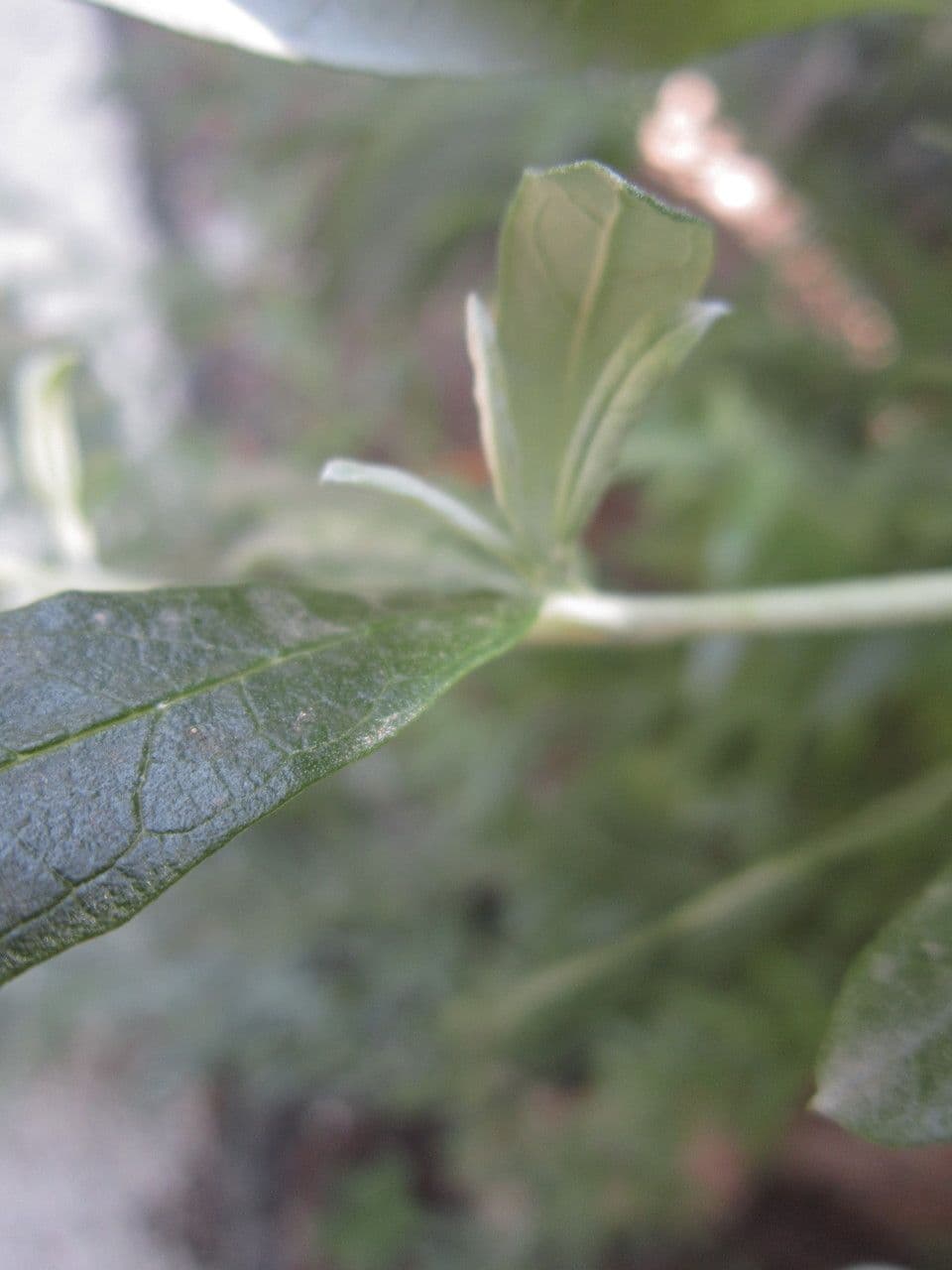 Buddleja saligna 6