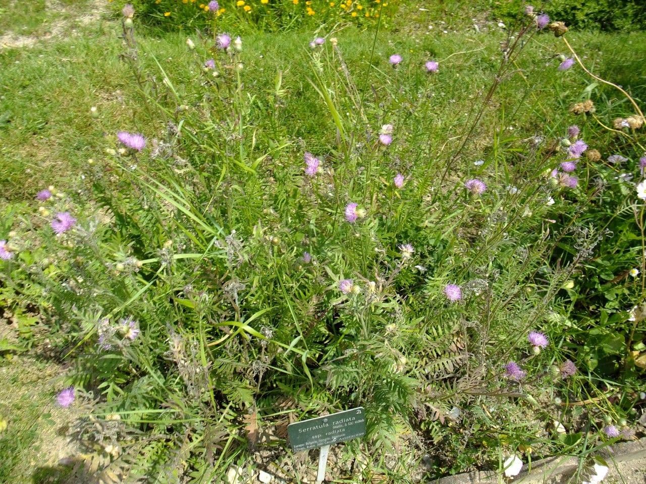 Klasea radiata 10