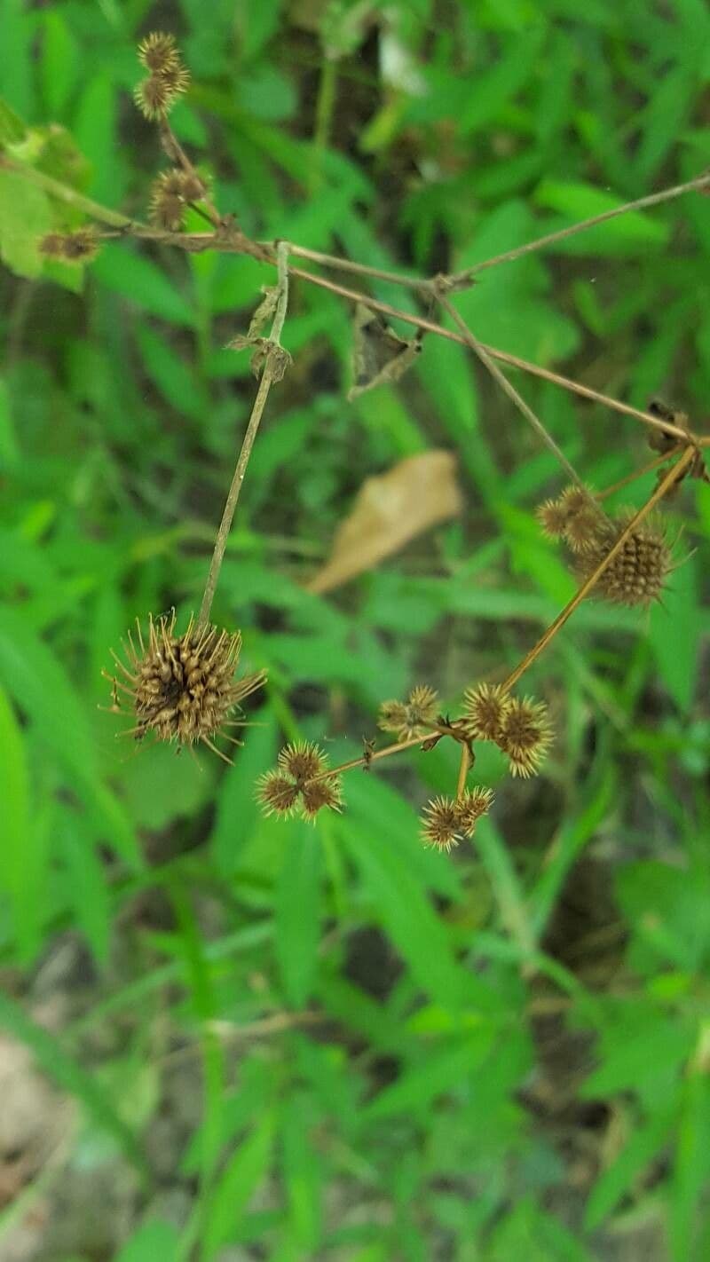 Sanicula canadensis 4