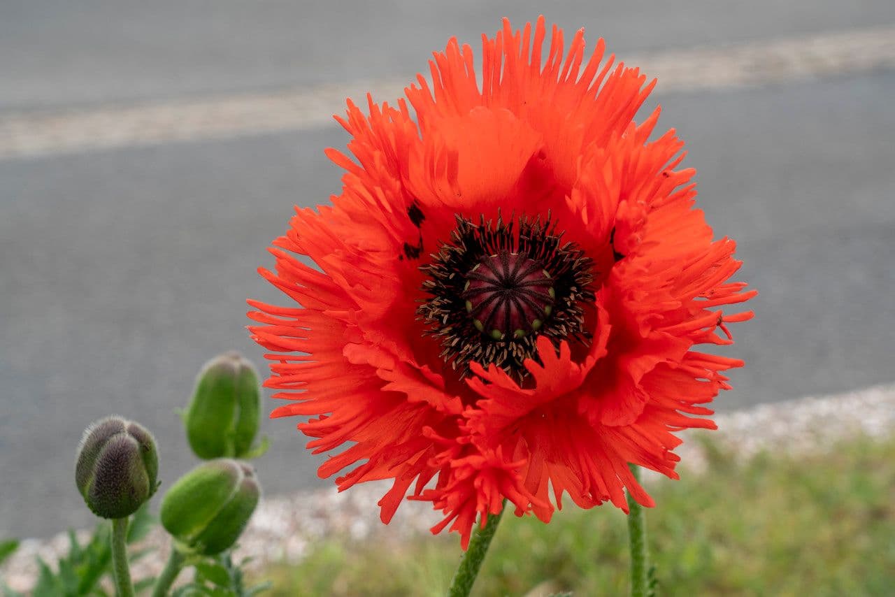 Scharlachmohn 6