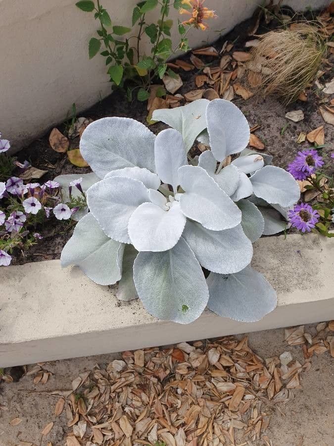 Senecio 13