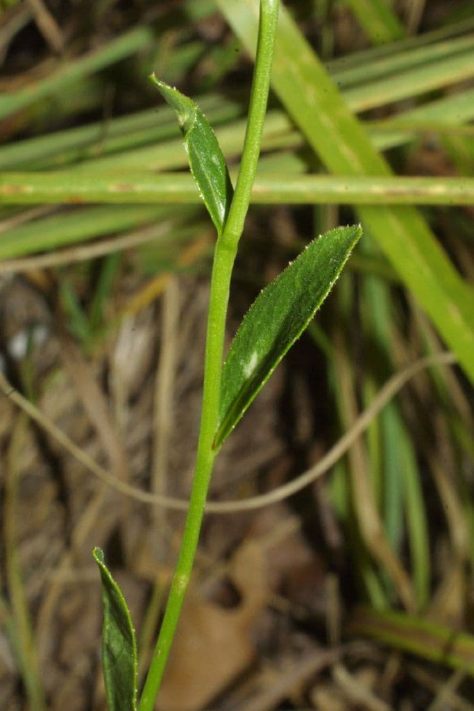 Lobelia spicata 18
