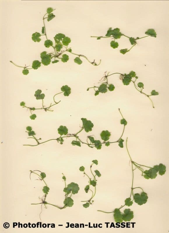 Hydrocotyle sibthorpioides 2