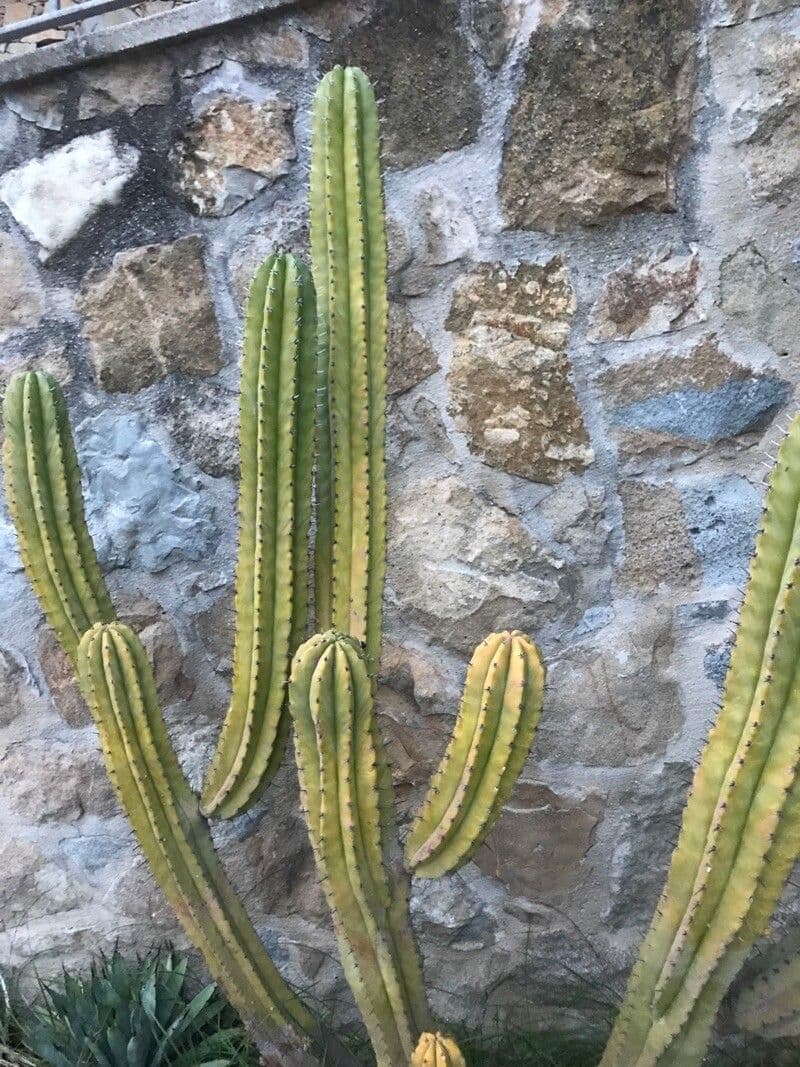 Polaskia 3