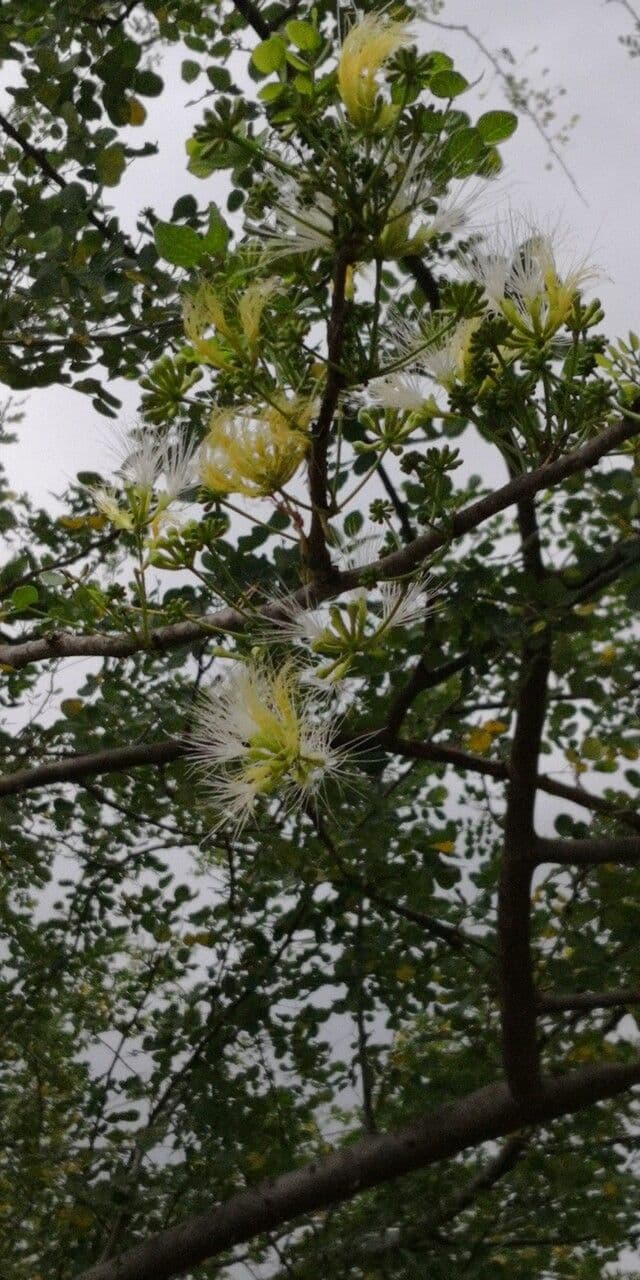 Albizia anthelmintica 5