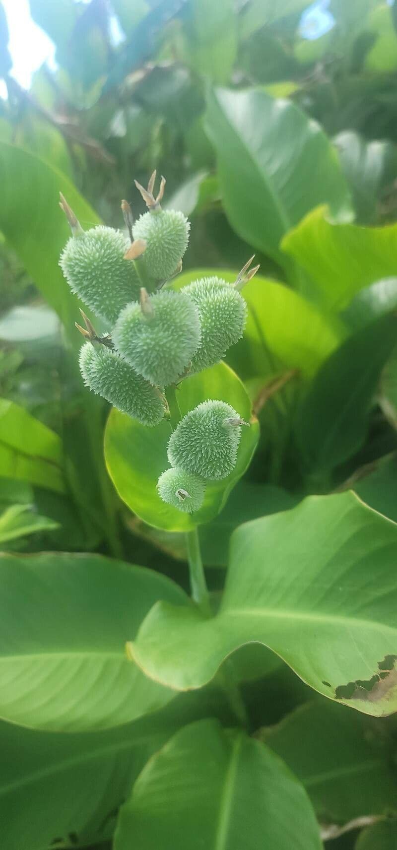 Canna glauca