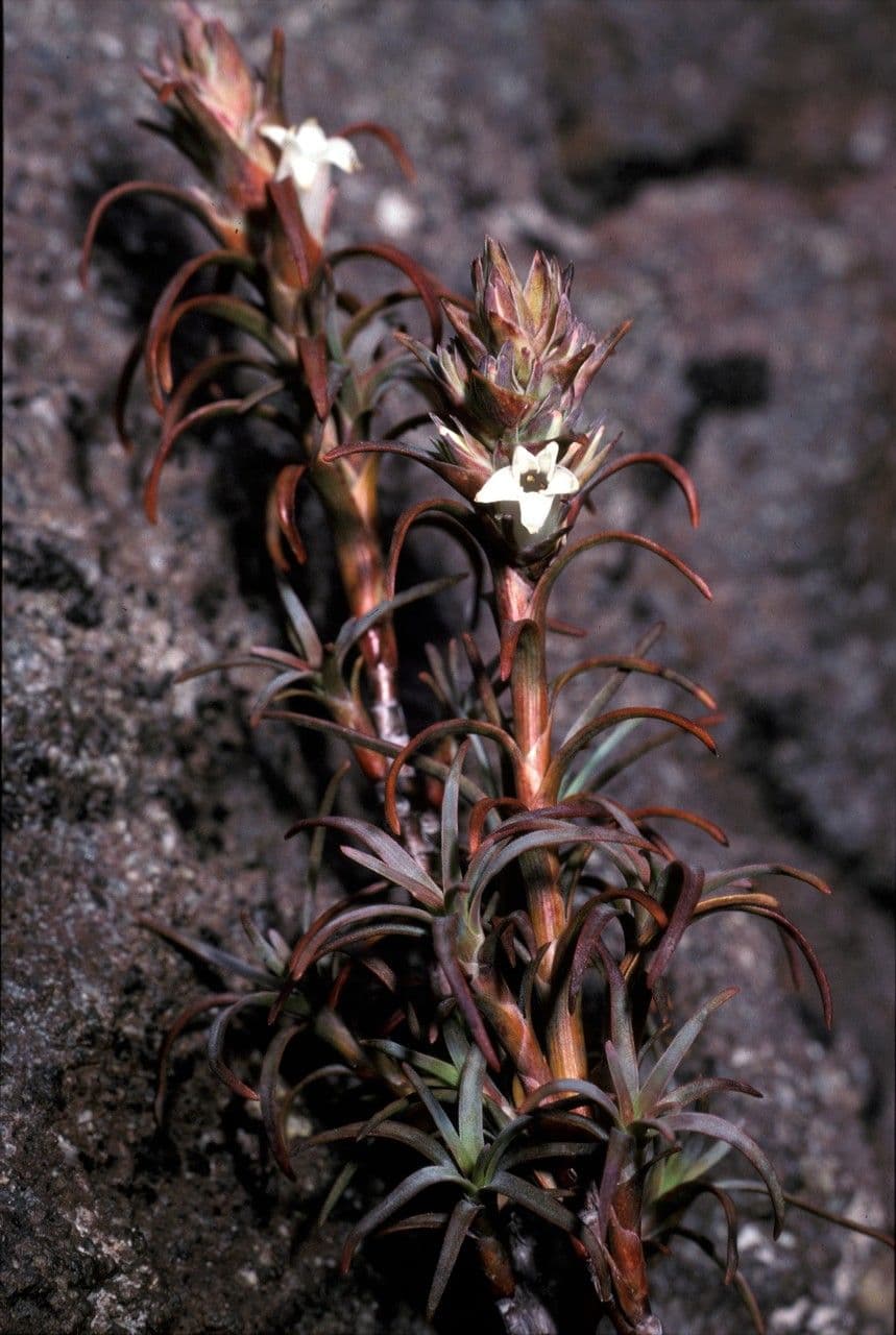 Dracophyllum
