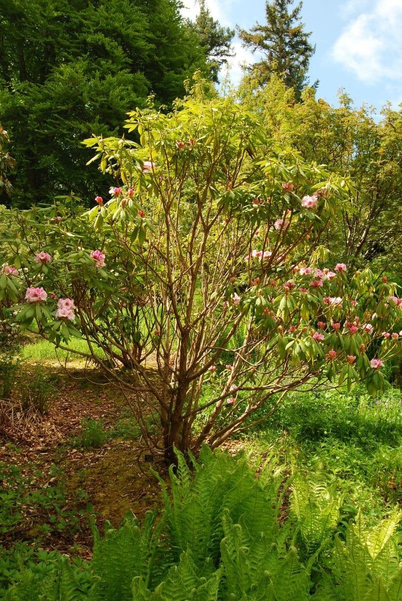 Rododendro 6