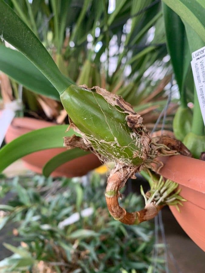 Bulbophyllum 3