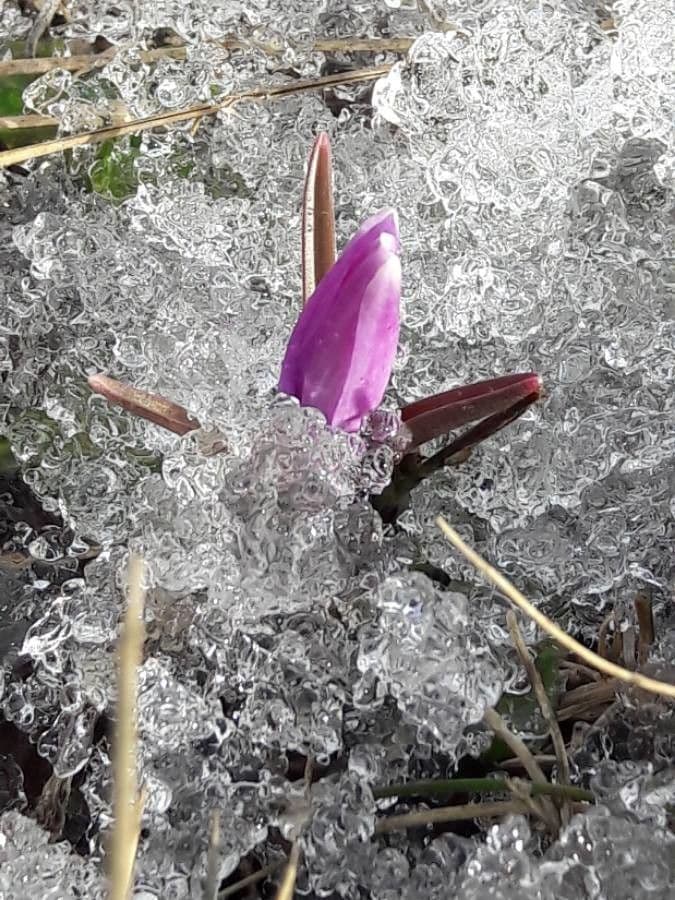 Frühlingsknotenblume 3