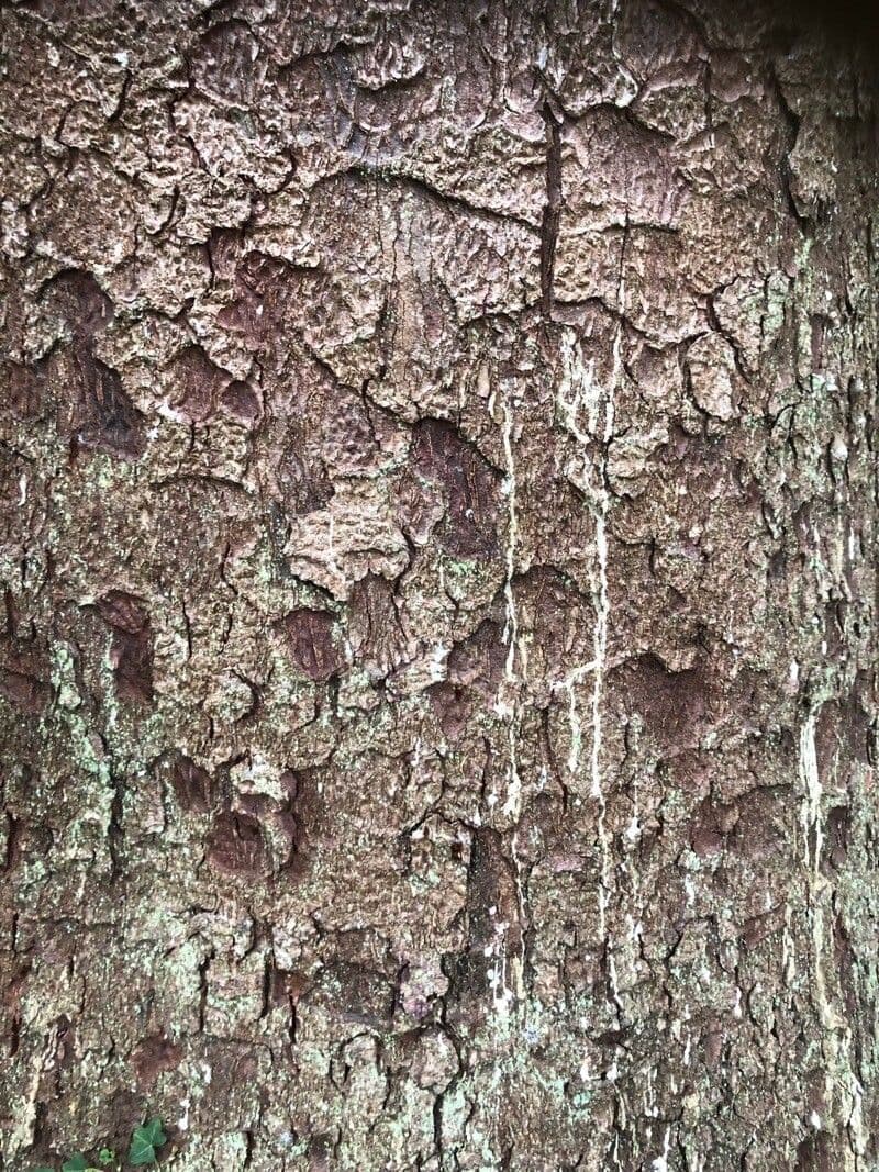 Abete brachytyla 17