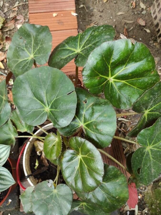 Begonia 12