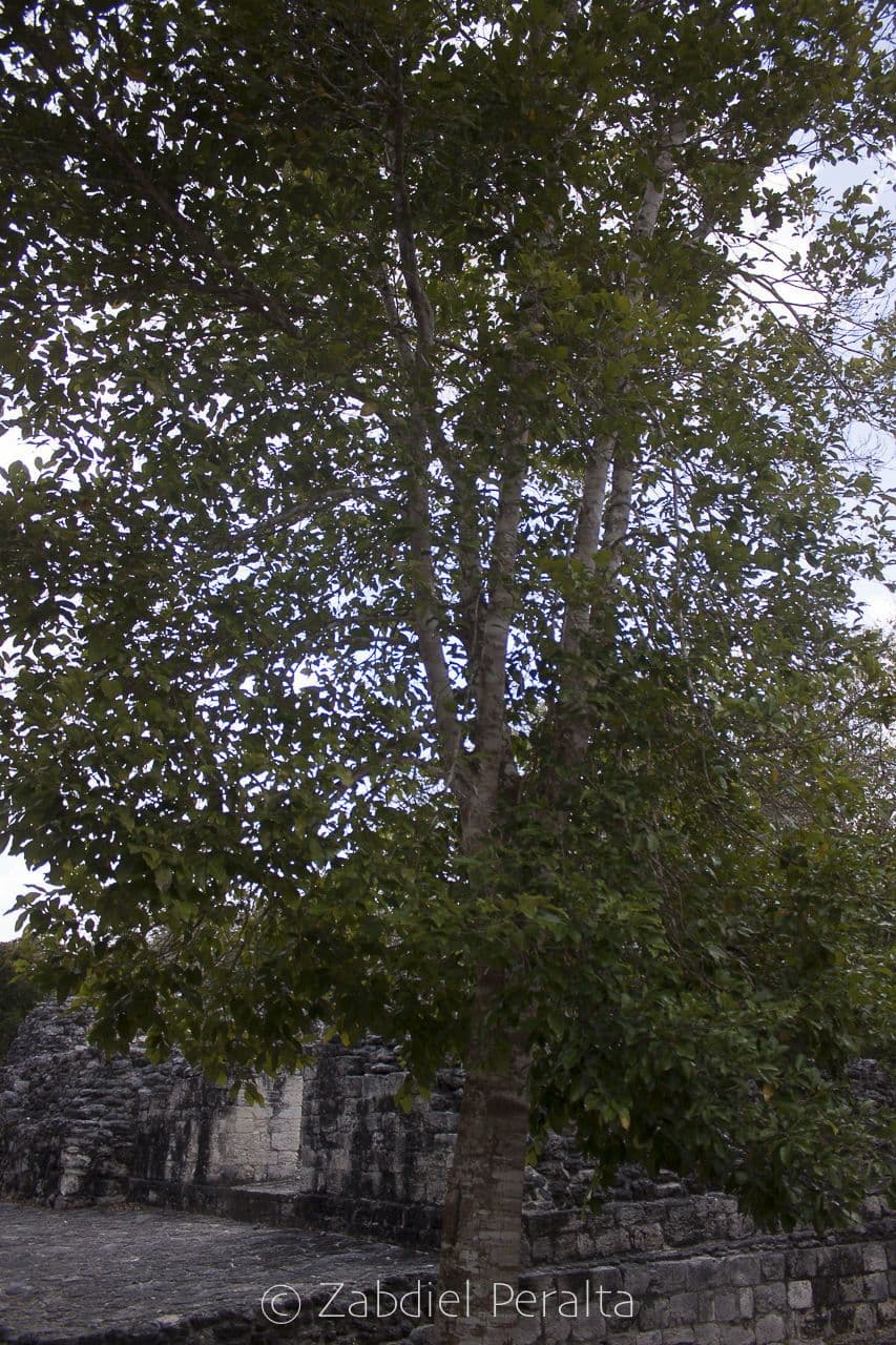 Brednut 10