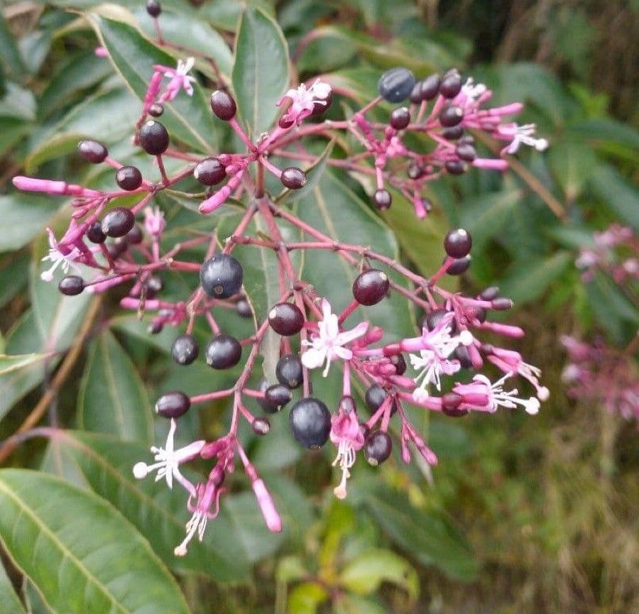 Fuchzia 5