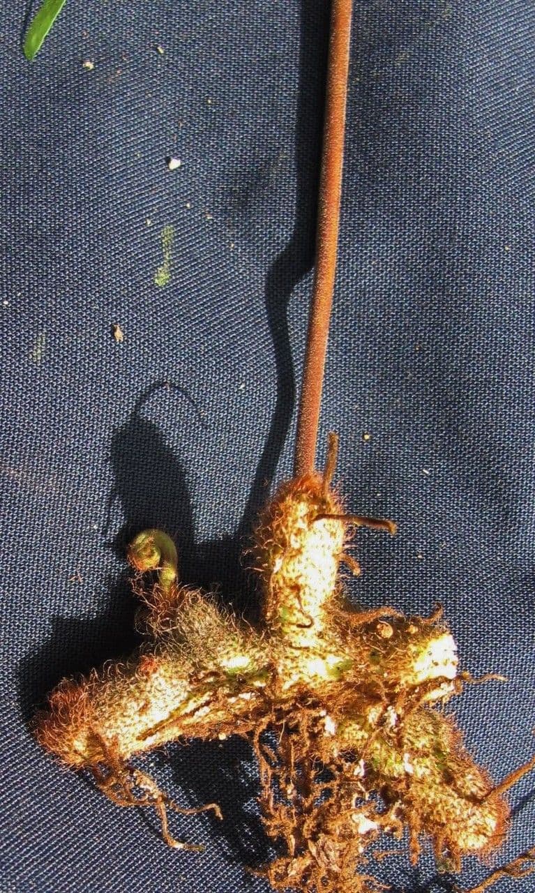 Serpocaulon 4