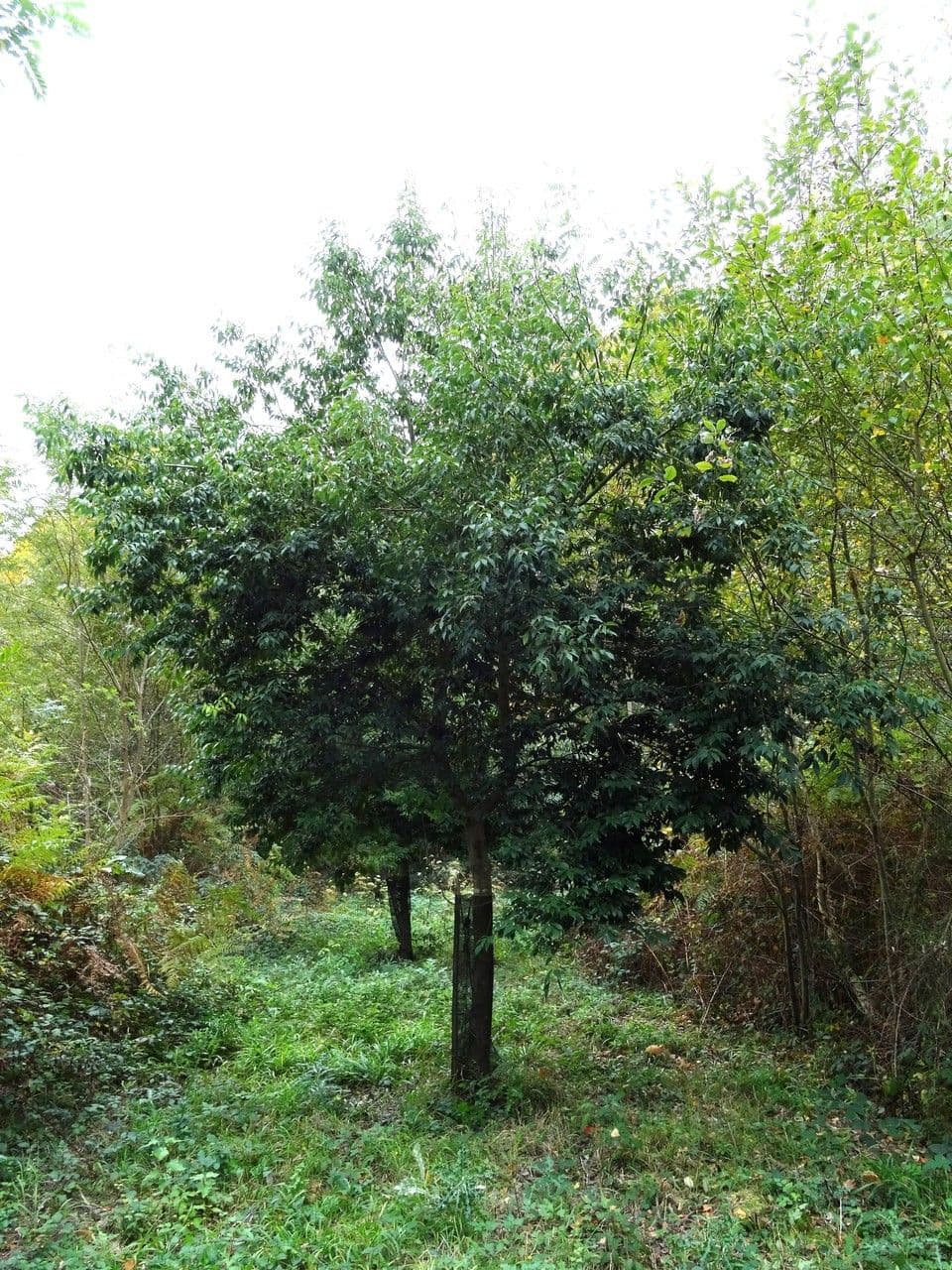 Eiche 13