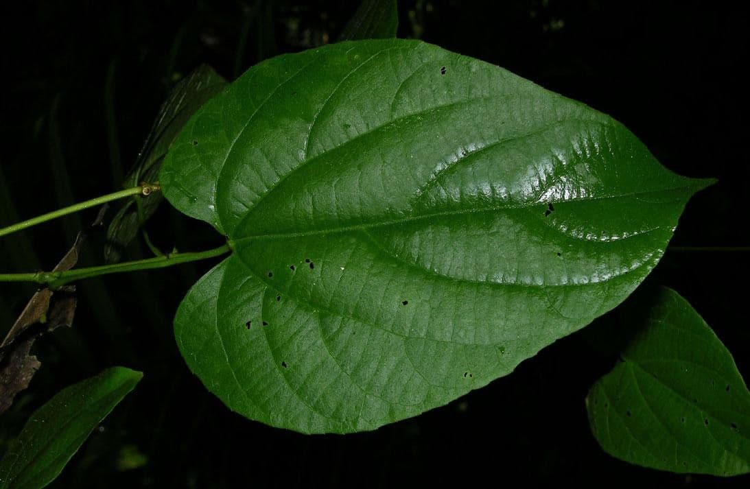 Dalechampia dioscoreifolia 12
