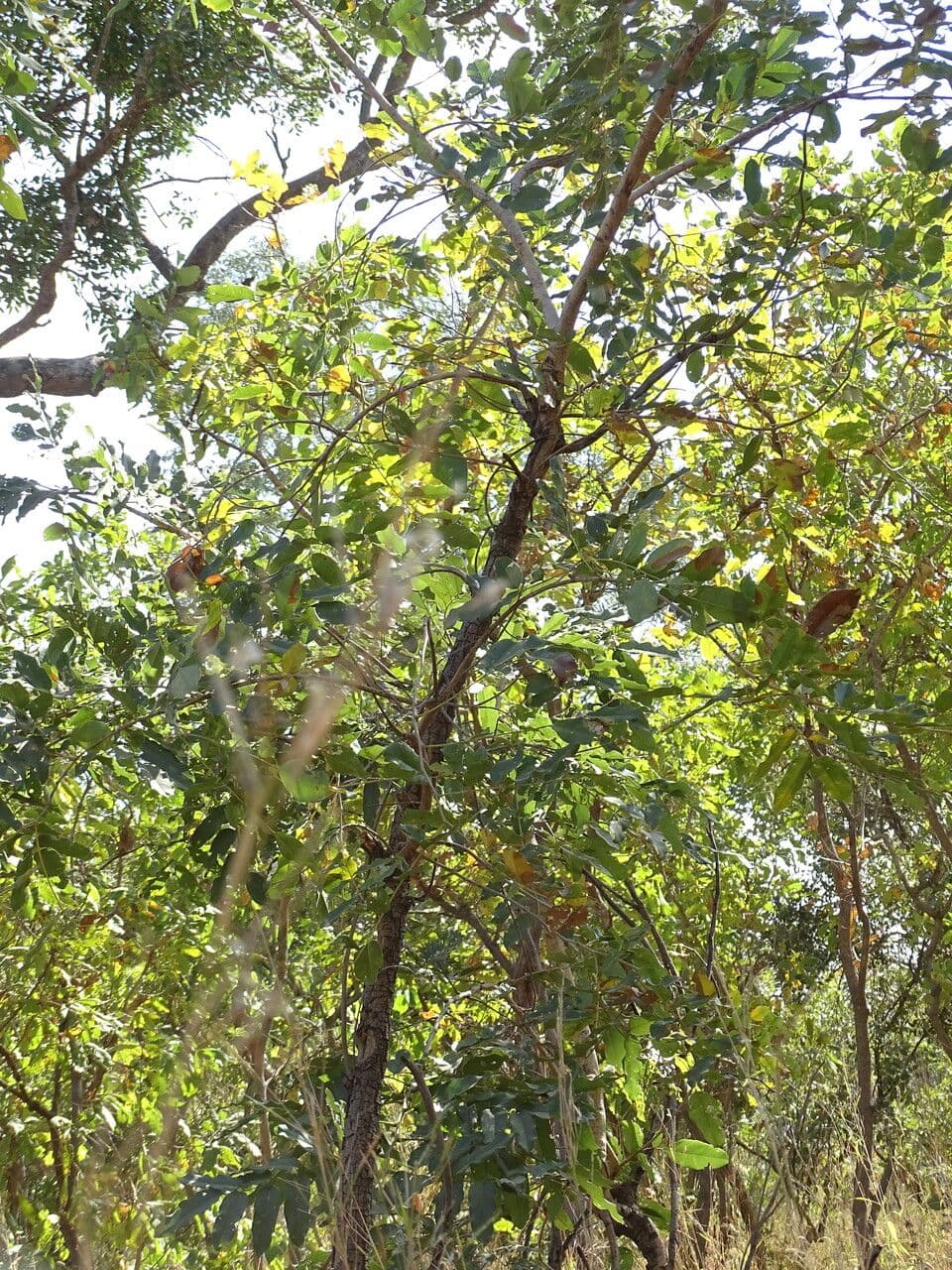 Pterocarpus erinaceus 5