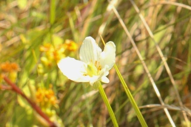 Parnassia glauca 2