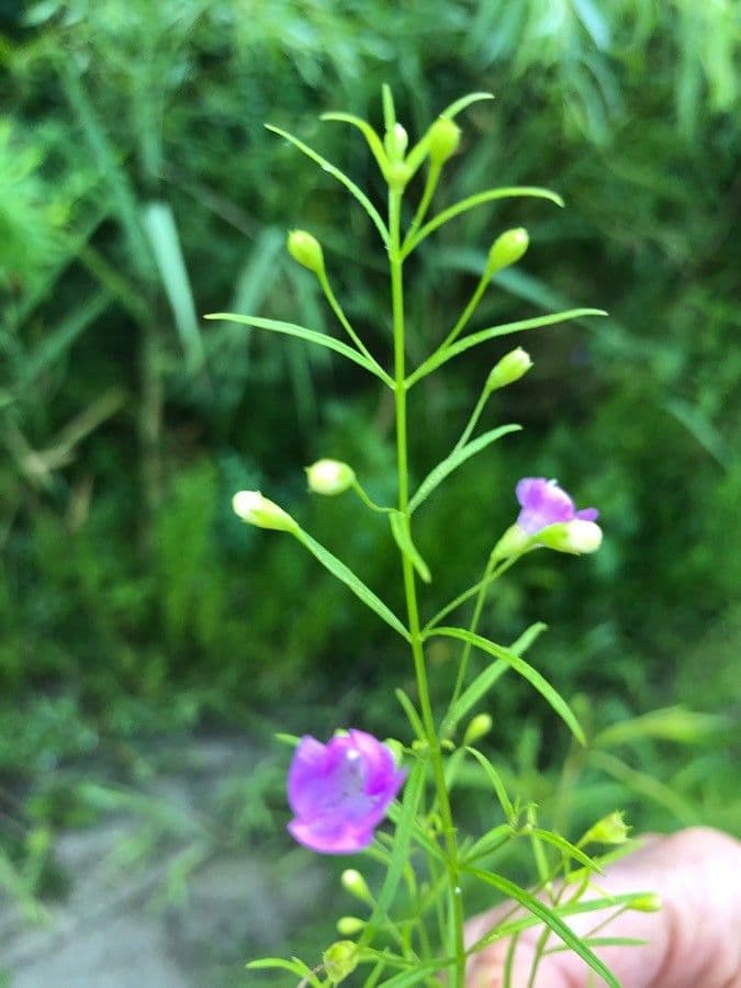 Schmalblättriges Gauklerblümchen 4